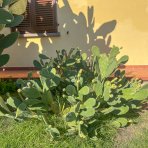 Opuncia figová (Opuntia ficus) ´INDICA´ - výška 100-120 cm, kont. C35L (-5°C)